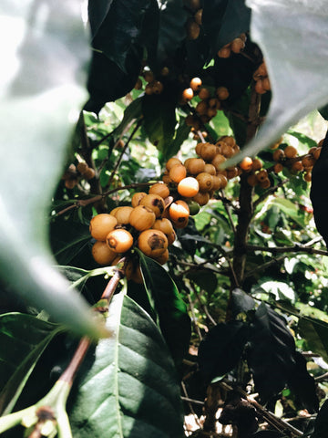 Everything you need to know about coffee varieties