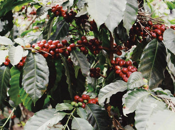 Le saviez-vous: le café, cela vient d'une cerise!