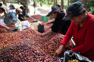 New Fairtrade Prices will help Farmers facing economic and climate woes