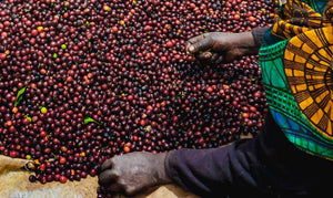 Le café Peaberry : cet enfant unique