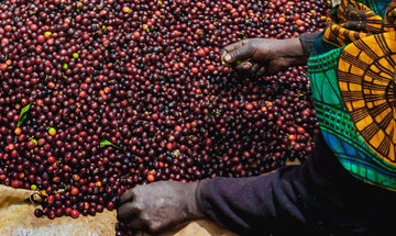 Le café Peaberry : cet enfant unique