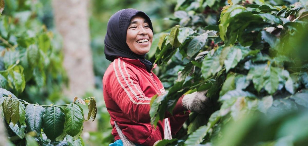 What you need to know about Women coffee producers – FARO Roasting Houses