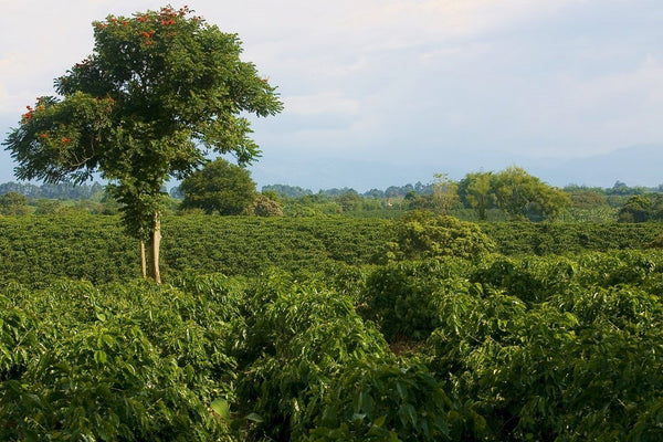 Coffee in Colombia, a long story