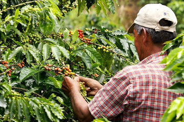 From Your Cup to Colombia: visit the plantations
