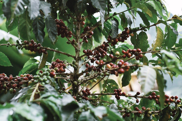 Reduce your ecological footprint, one coffee at a time