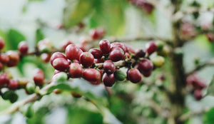 Discussion with “L’épicerie” on the environmental challenges of the coffee value chain
