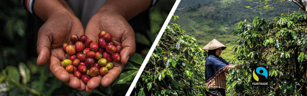 Fairtrade Certification in the Face of Coffee Inflation: Has the Consumer Reached Their Limit?