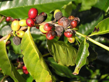 Coffee: a vulnerable crop