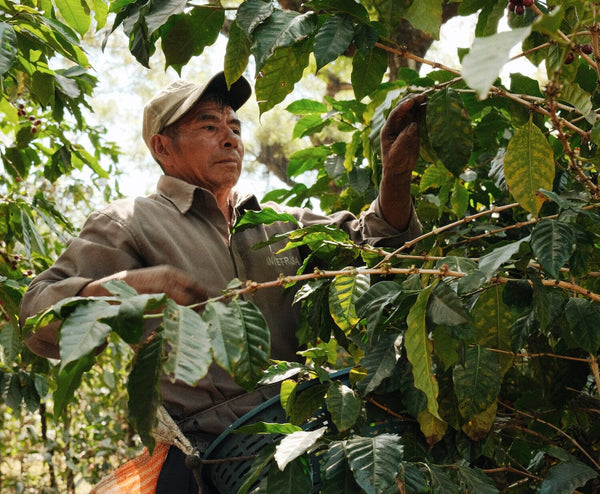 The Historic Surge in Coffee Prices: What Does It Mean for Producers and Consumers?