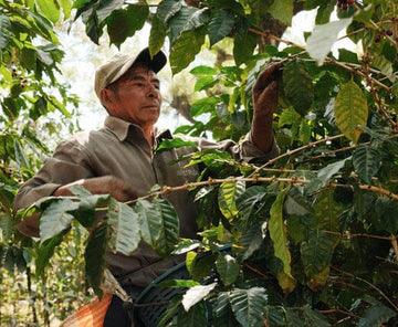 La hausse historique du prix du café : Qu’est-ce que cela signifie pour les producteurs et les consommateurs ?