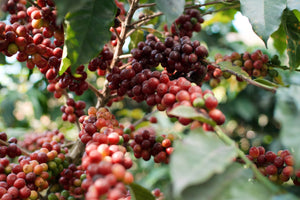 What is Microlot Coffee?
