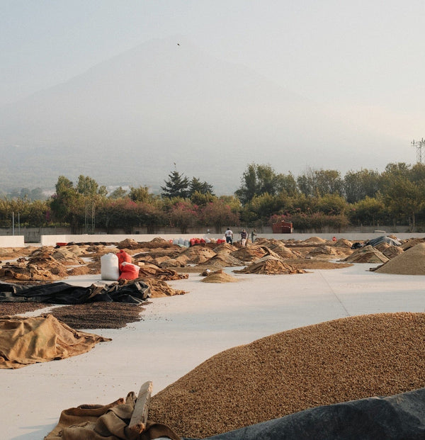 The different coffee processing methods