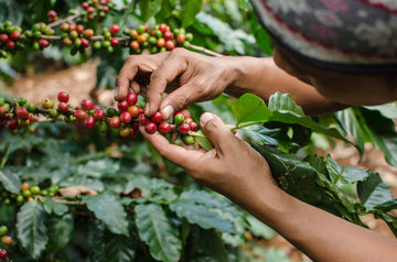 The Coffee Tree: the current state and the future of the plant