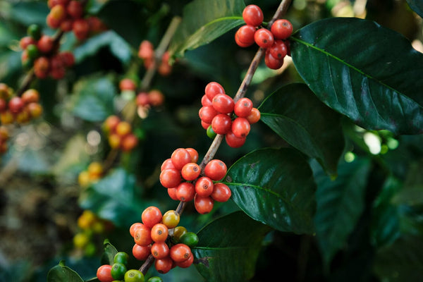 PARAISO ROSA Café